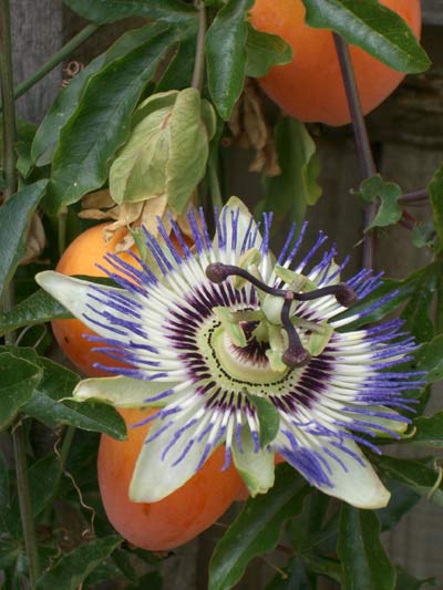 a passionflower aganist a backdrop of orange fruit