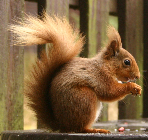 OK, it's a perfectly recognisable picture of a red squirrel